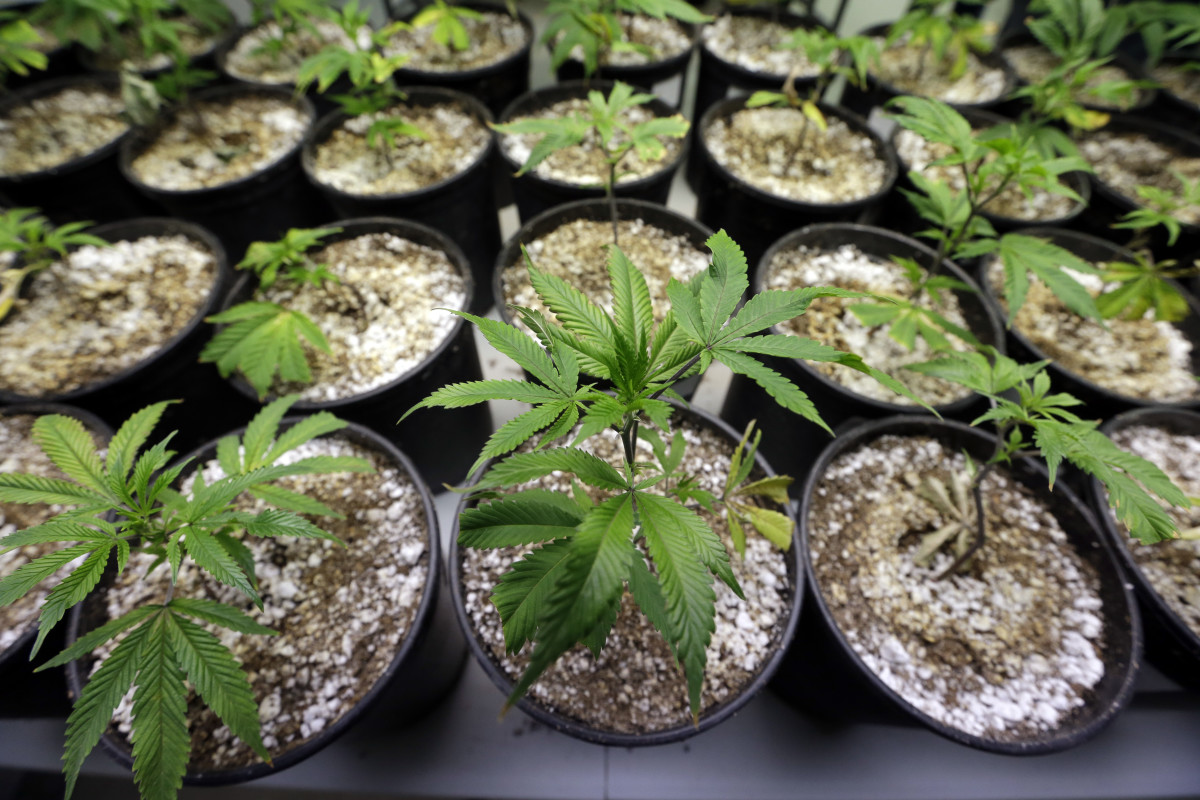 Unlawful Production of a Controlled Substance and Unconstitutional Mandatory Minimum Sentences: Drug Sentence Appeal Lawyers. 